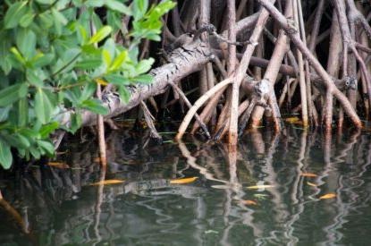 A flooded mangrove
